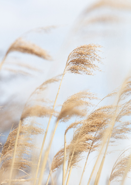 Grass Reed and sky / PLATINA