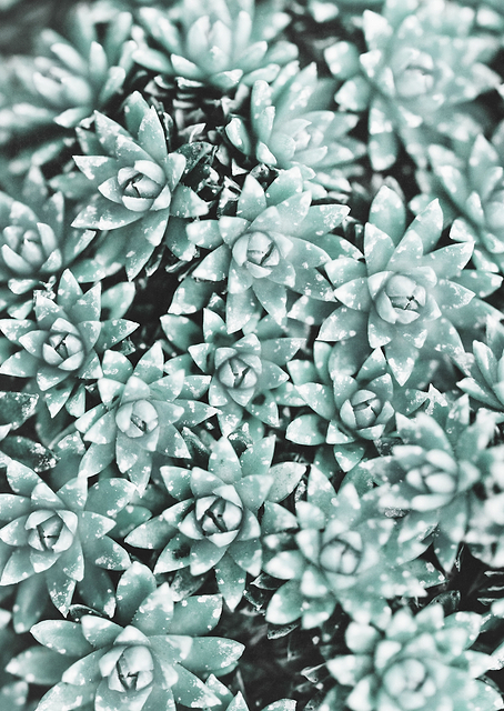 Plant / PLATINA