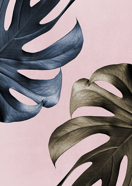 Monstera Pink Light 01 / PLATINA