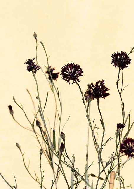 Withered flowers / PLATINA