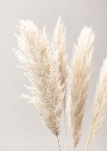 Pampas Grass Grey / PLATINA