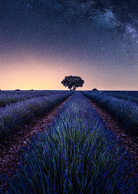 Lavender fields / PLATINA