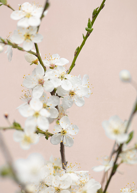 Cherry tree flowers / PLATINA