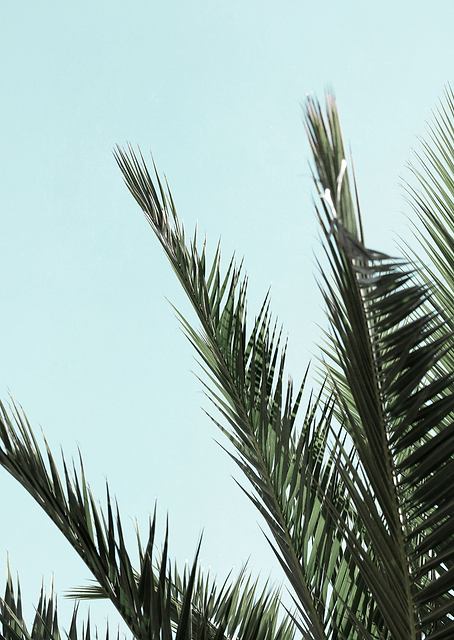 Palm leaves and sky / PLATINA
