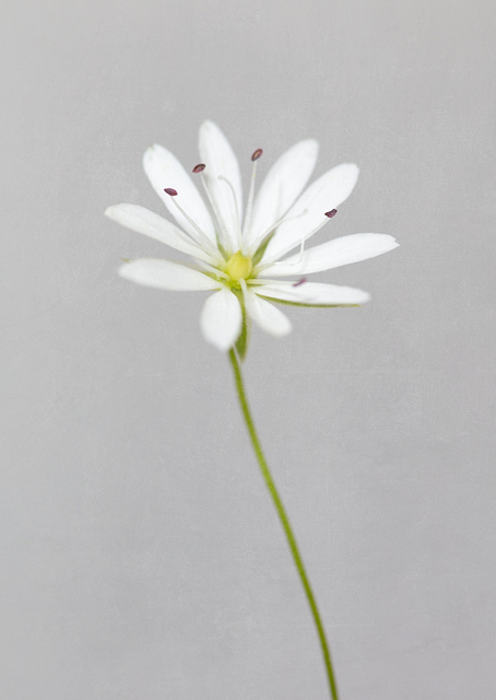 Small white flower / PLATINA