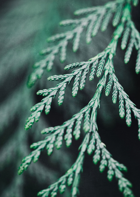 Conifer twig / PLATINA
