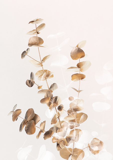 Eucalyptus Creative Gold / PLATINA
