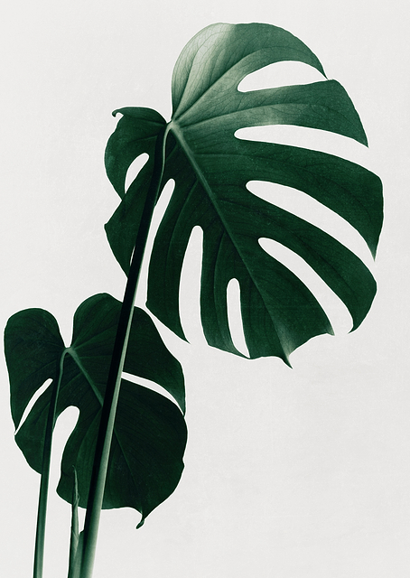 Monstera Natural 16 / PLATINA