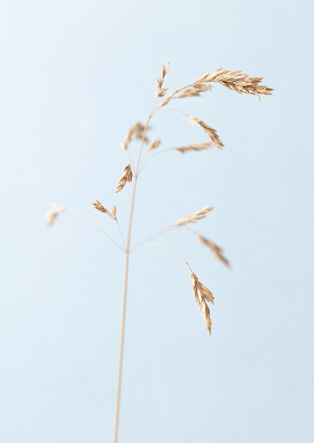 Dried single grass straw / PLATINA