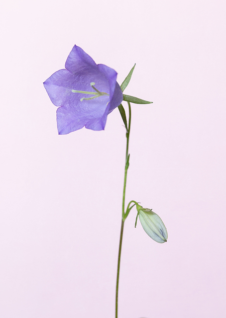 Bluebell pink background / PLATINA