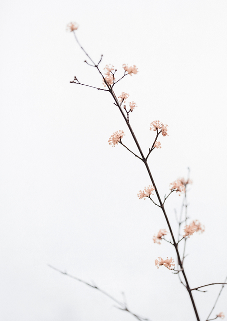 Twig with small flowers / PLATINA