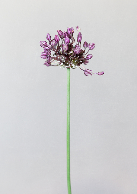 Chive flower / PLATINA