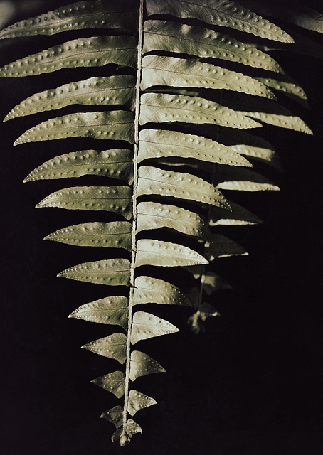 Fern Leaf / PLATINA