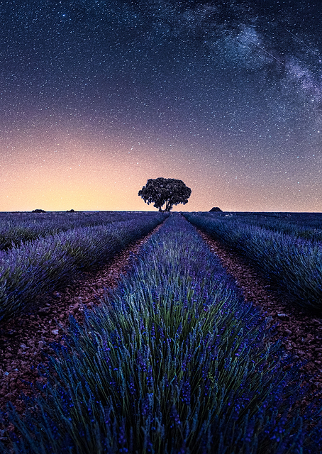 Lavender fields / PLATINA