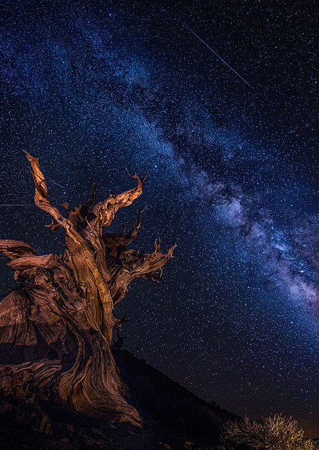 Shooting Stars Night / PLATINA