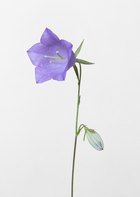 Bluebell gray background / PLATINA
