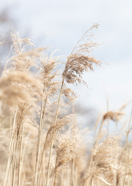 Grass Reed and sky / PLATINA