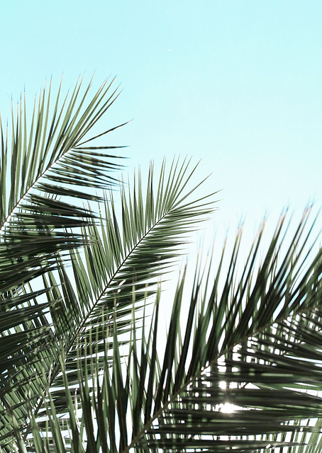 Palm leaves and sky / PLATINA