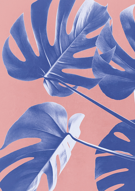 Monstera Purple 06 / PLATINA