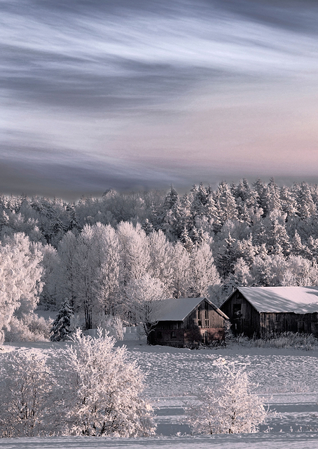 Winter morning / PLATINA