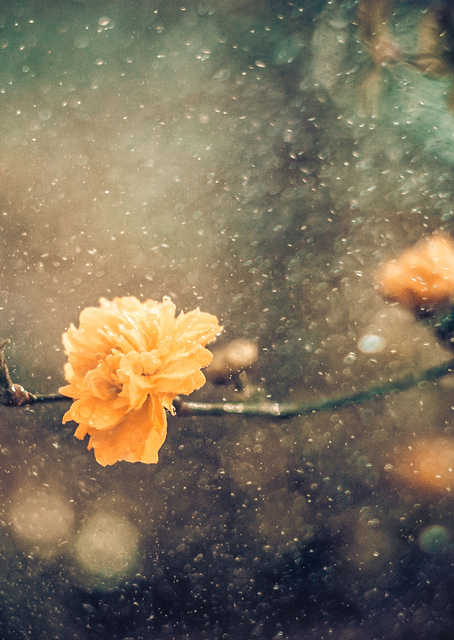 Spring / PLATINA