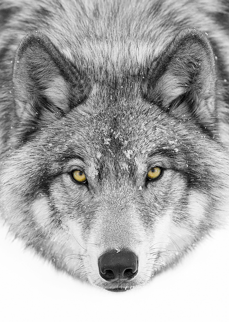Timber Wolf / PLATINA