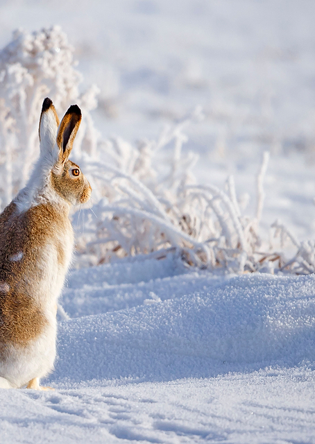 White tailed Jackrabbit / PLATINA