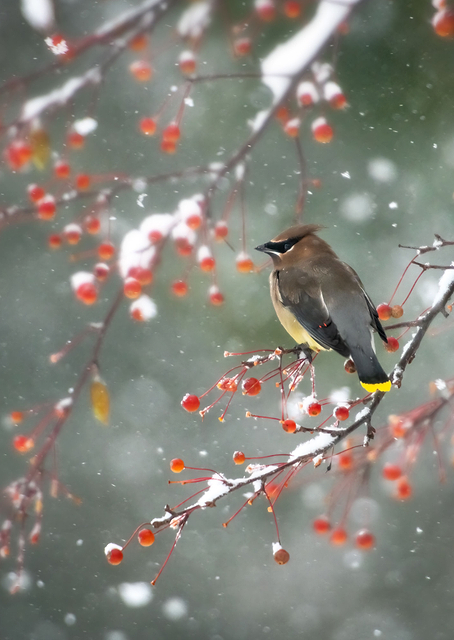 First Snow / PLATINA