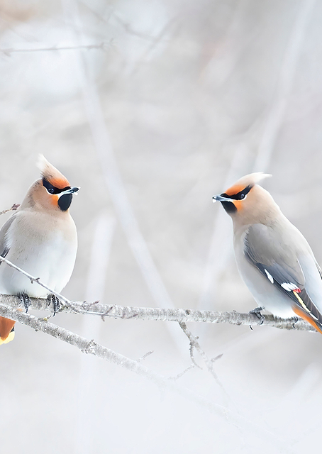 Bohemian Waxwings / PLATINA