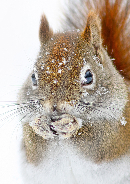 Christmas Squirrel / PLATINA