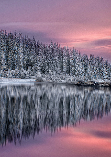 Winter Fairytale / PLATINA