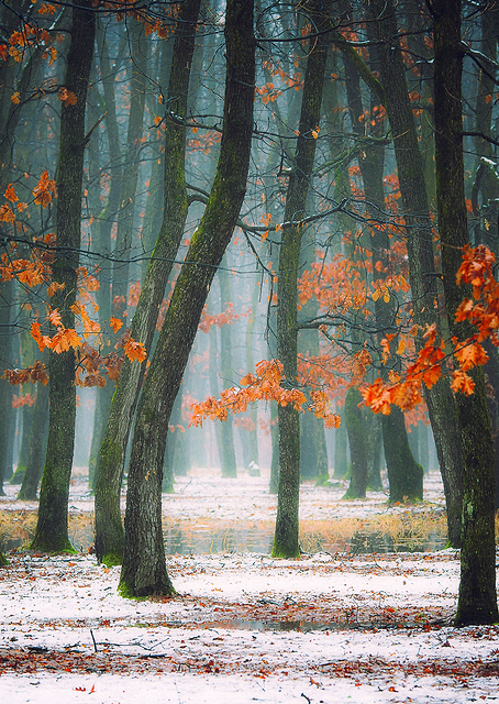 Autumn in my soul / PLATINA