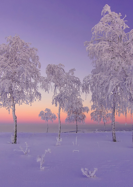 January Evening / PLATINA