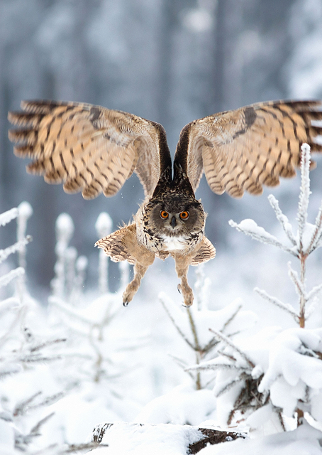 Eurasian Eagle Owl / PLATINA
