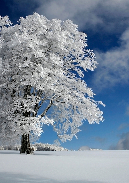 White Windbuche / PLATINA