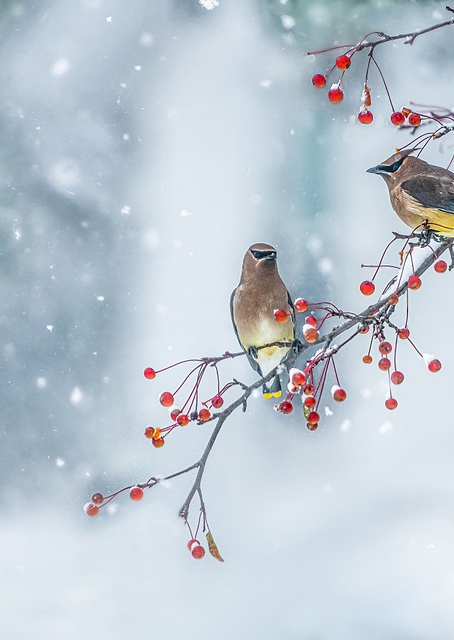 Colors of Winter / PLATINA
