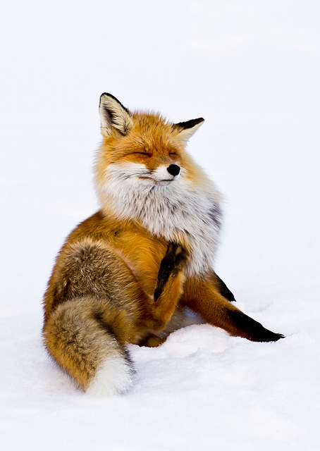 Winterfox / PLATINA