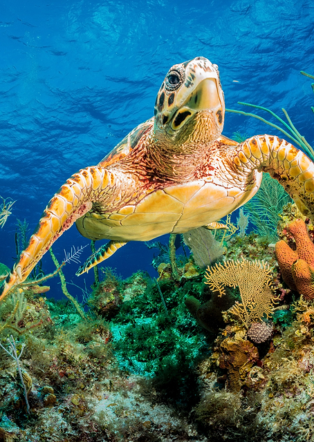Hawksbill Turtle Swimming / PLATINA