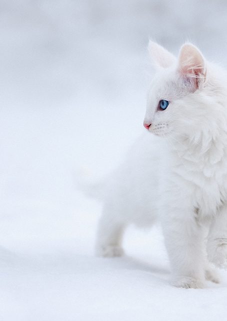 White as Snow / PLATINA