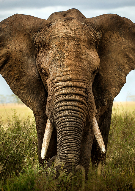 Encounters in Serengeti 2 / PLATINA