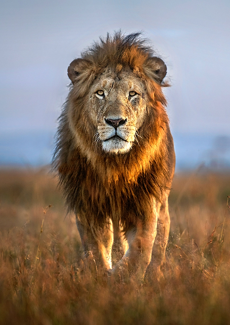 The Lion / PLATINA