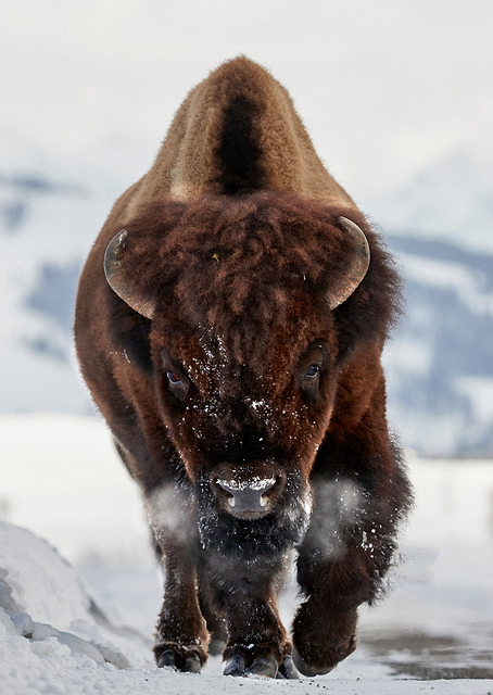 Bison Incoming / PLATINA
