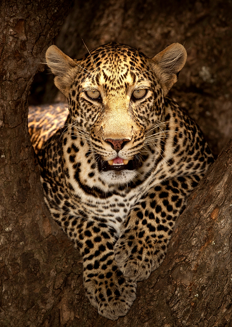Leopard Resting 2 / PLATINA