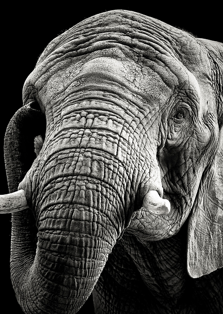 African Elephant / PLATINA