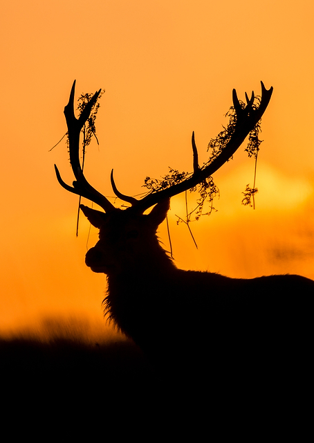 Red Deer Stag Silhouette / PLATINA