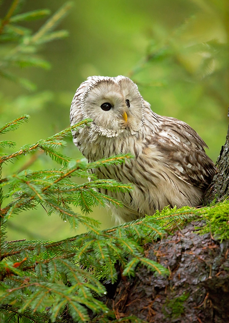 Ural Owl / PLATINA