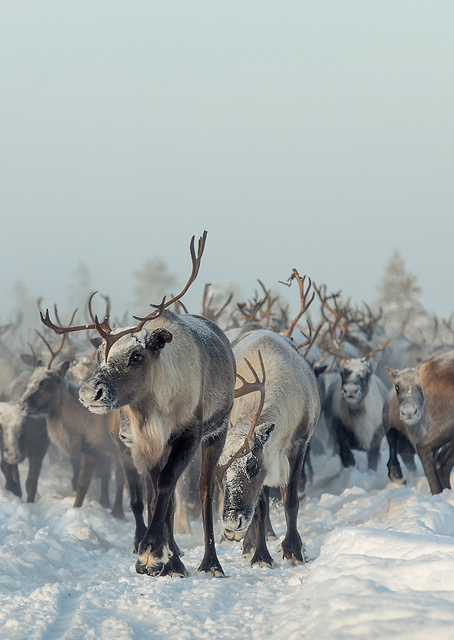 Reindeers / PLATINA