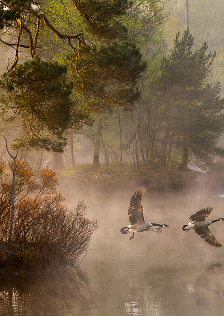 Goose fight / PLATINA