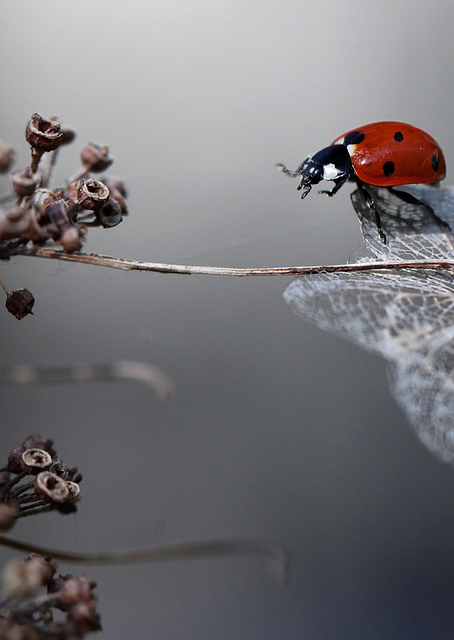 Ladybird on hydrangea / PLATINA