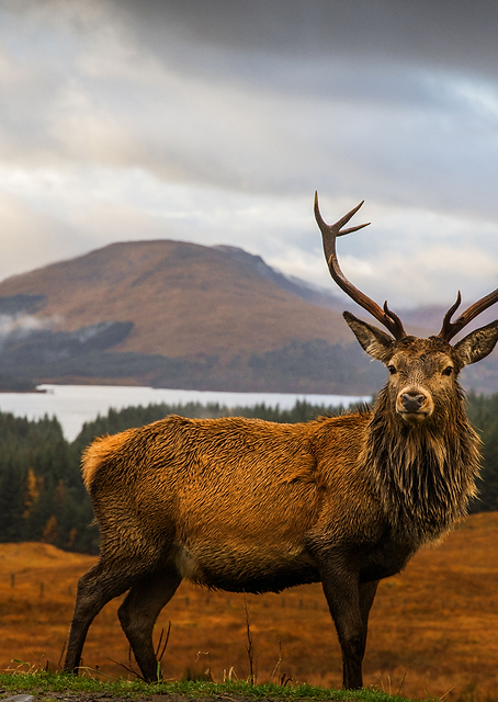 Scottish Stag / PLATINA